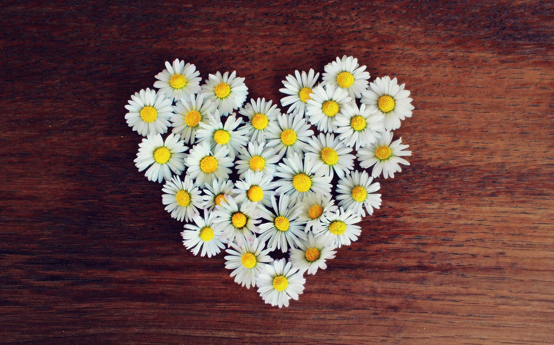 Daisy and Love Meanings