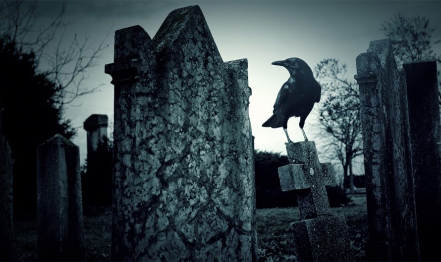 Interpreting Dead Crow Meaning