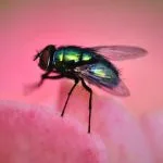 Fly Lessons and Meaningful Messages from the Fly