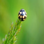 Lucky Bugs Symbols of Good Fortune