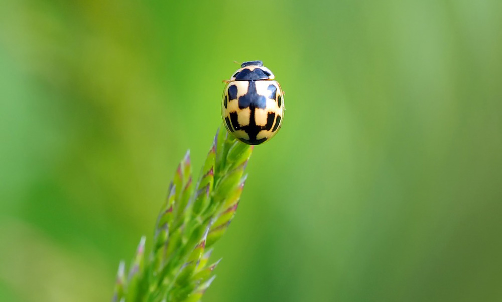 Lucky Bugs: Insects Symbolic of Luck