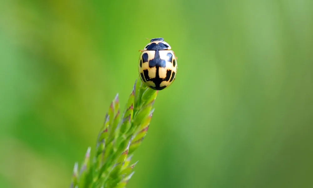 Lucky Bugs Symbols of Good Fortune