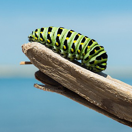 Lucky Bugs Symbols of Good Fortune