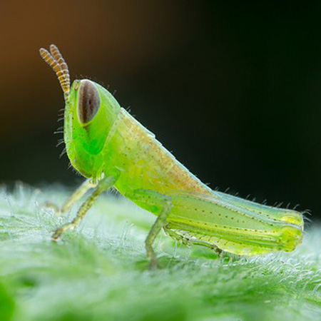 Lucky Bugs Symbols of Good Fortune