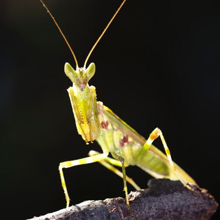 Lucky Bugs Symbols of Good Fortune