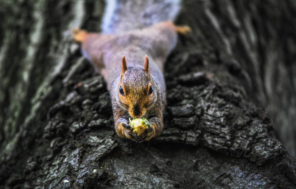 Squirrel Lessons About Perfectionism