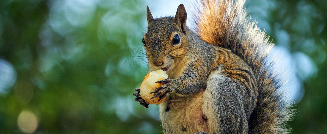 Squirrel Lessons About Perfectionism