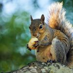 Squirrel Lessons About Perfectionism