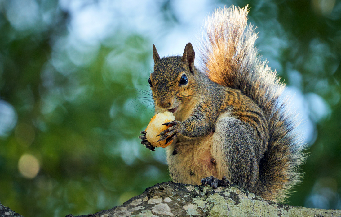 Squirrel Lessons About Perfectionism