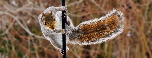 Squirrel Lessons About Perfectionism