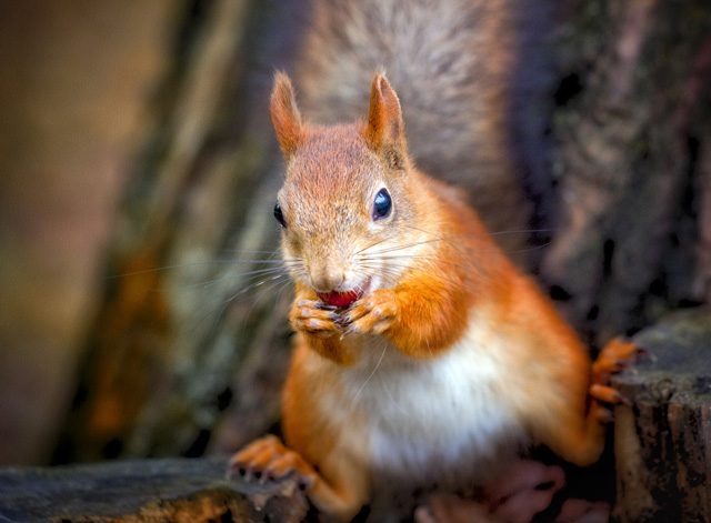 Squirrel Lessons About Perfectionism