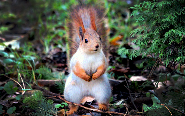 Squirrel Lessons About Perfectionism