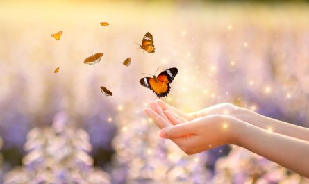 Butterfly Messages of Love