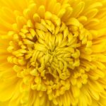 Symbolic Chrysanthemum Meaning