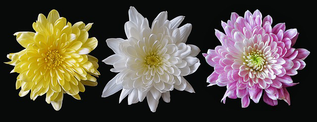 Symbolic Chrysanthemum Meaning