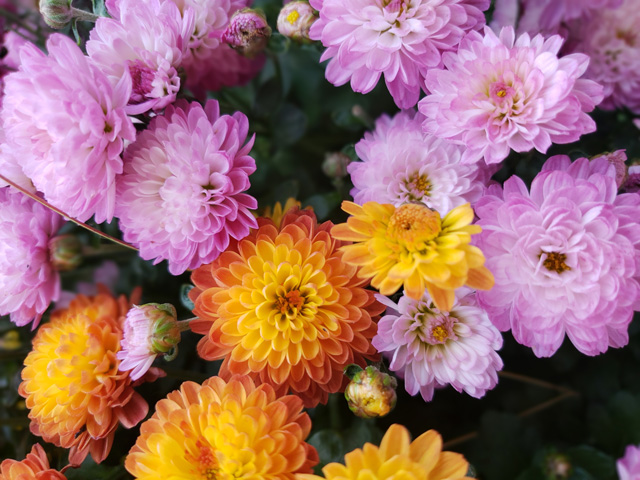 Symbolic Chrysanthemum Meaning