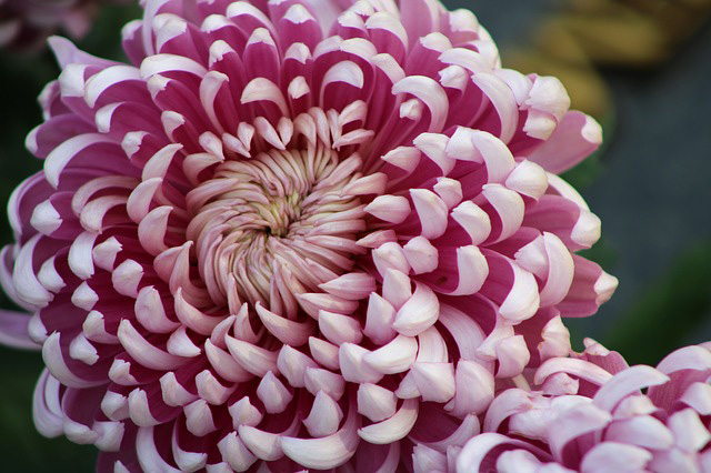 Symbolic Chrysanthemum Meaning