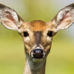 Deer Meanings and Love Lessons