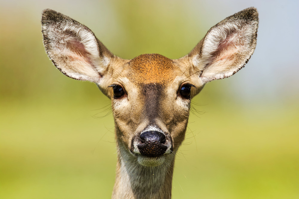 Deer Meanings and Love Lessons