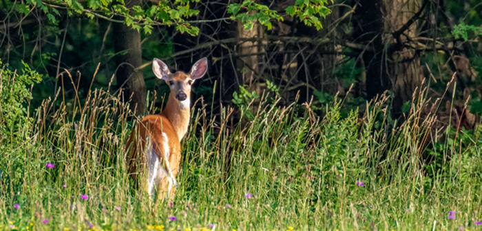 Deer Meanings and Love Lessons