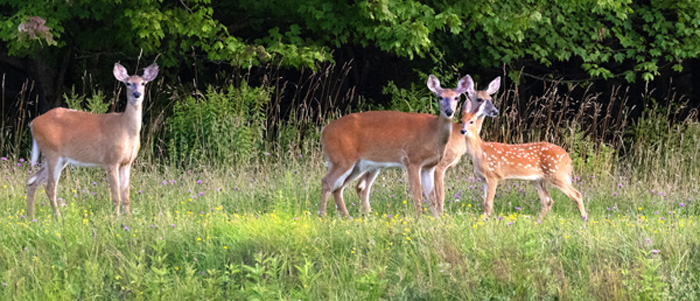 Deer Meanings and Love Lessons