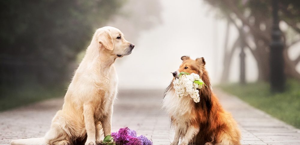 Dog Wisdom and Love Lessons