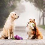 Dog Wisdom and Love Lessons