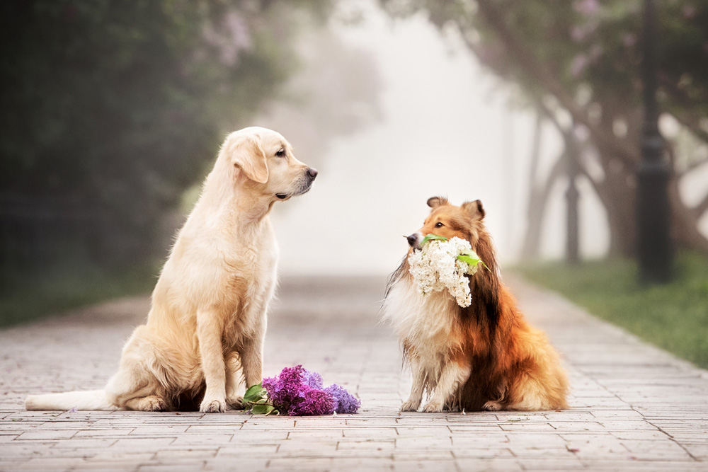 Dog Wisdom and Love Lessons