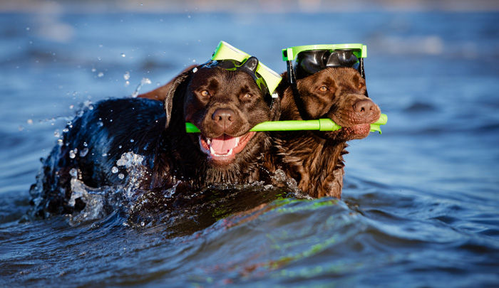 Dog Wisdom and Love Lessons