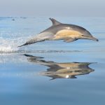 Dolphin Guides and Dolphin Connections