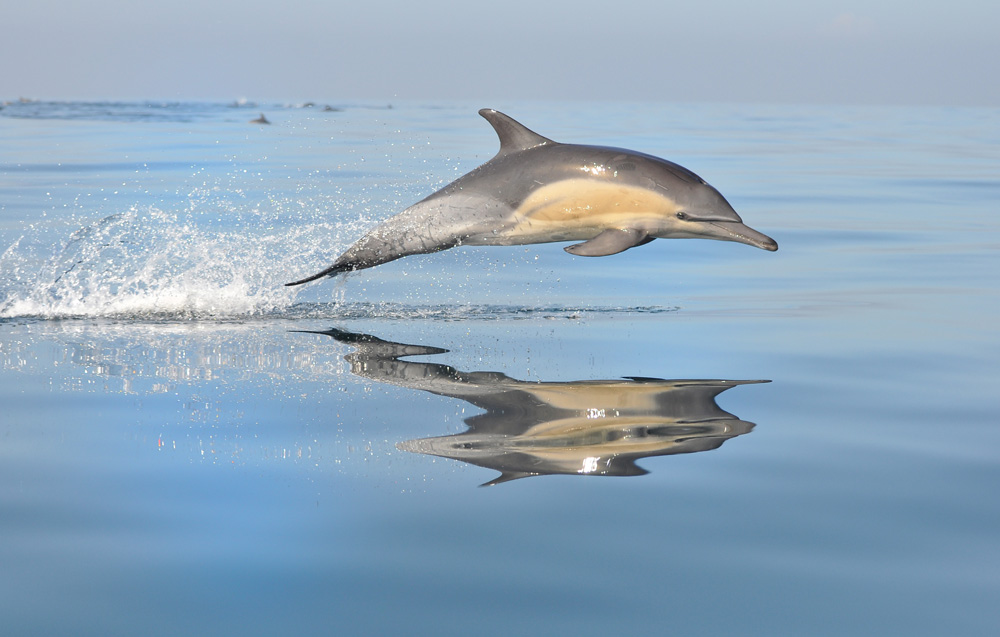 Dolphin Guides and Dolphin Connections