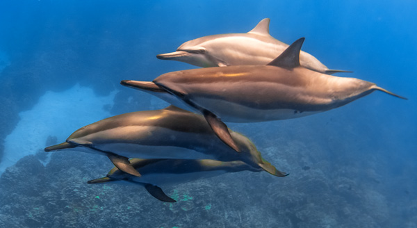 Dolphin Guides and Dolphin Connections