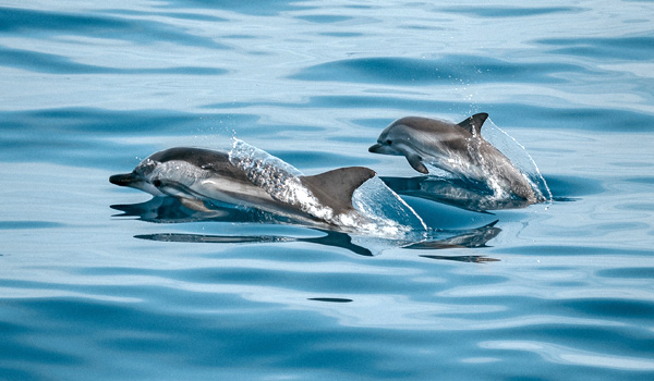 Dolphin Guides and Dolphin Connections