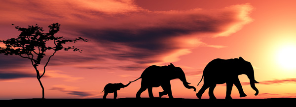 Elephant Guides