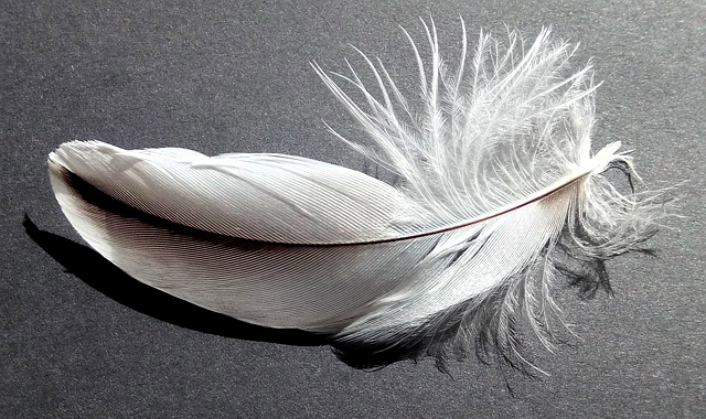 Meaning of Finding Feathers