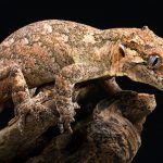 Gargoyle Geckos Meaning