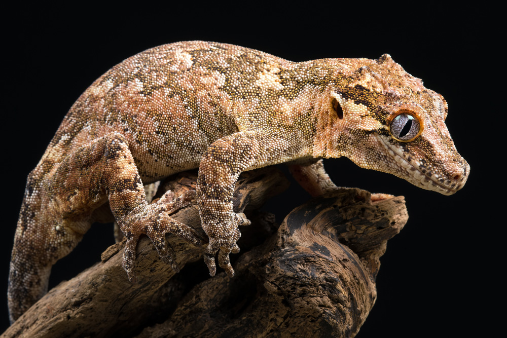 Gargoyle Geckos Meaning