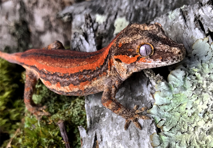 Gargoyle Gecko Lifestyle