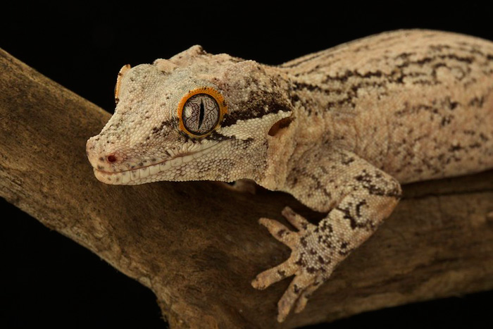 Gargoyle Gecko