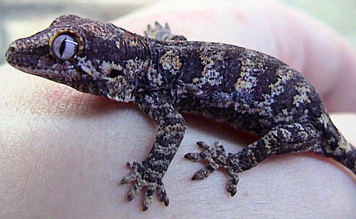 Gargoyle Geckos