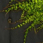 Finding Nature