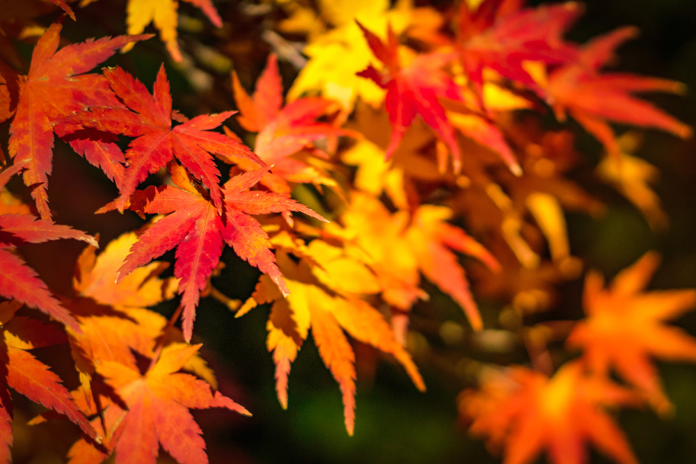 Mabon Meaning