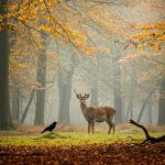 Meaning of Mabon, Meaning of Autumn Equinox Spiritual and Symbolic