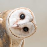 Why Are Owls Associated with Learning?