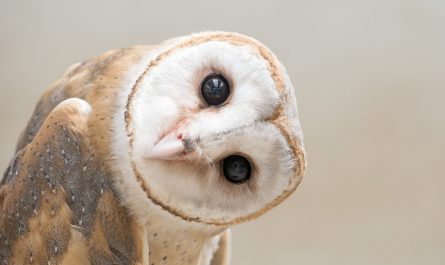 Why Are Owls Associated with Learning?