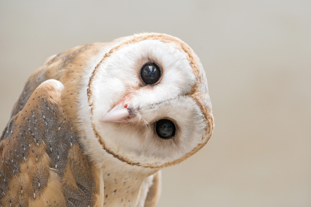 Why Are Owls Associated with Learning?