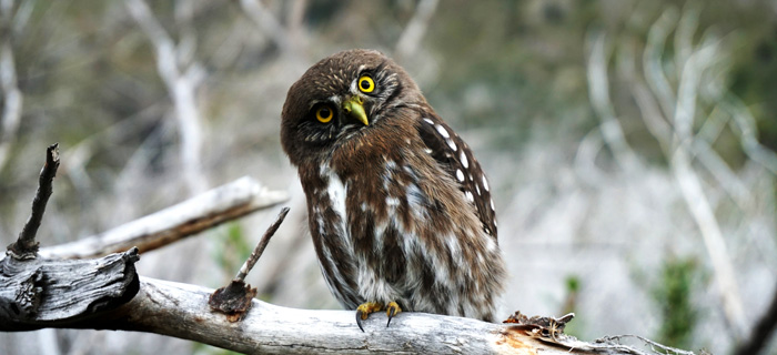 Why Are Owls Associated with Learning?