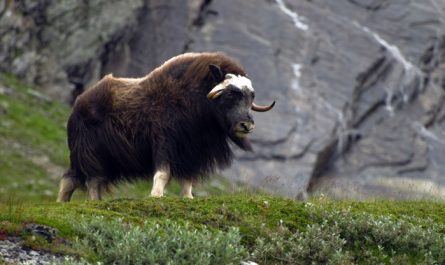 Ox Meaning and Love Messages - Whats-Your-Sign.com