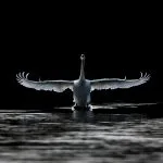 Seven Swans of Virtue