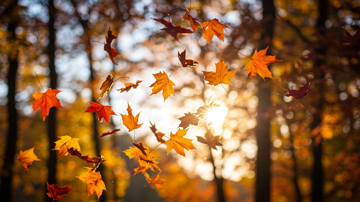 Autumn Symbolism and the Spiritual Meaning of Fall Season
